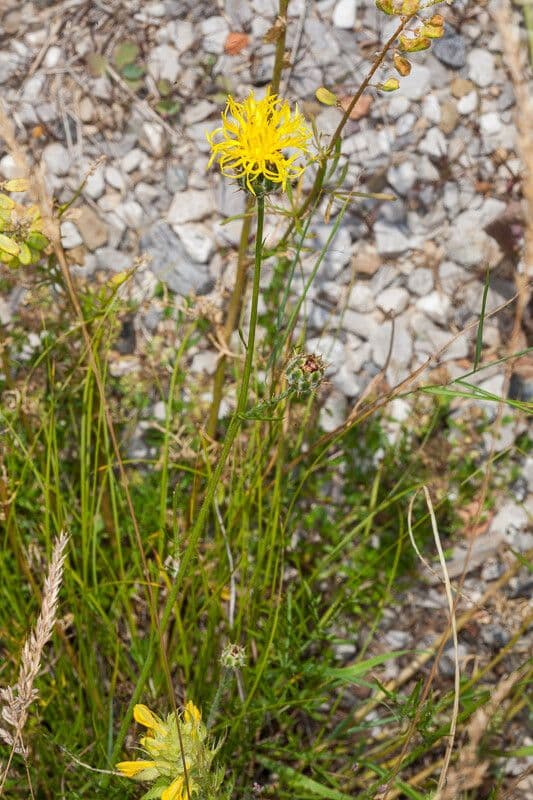 Felsen-Kornblume 6
