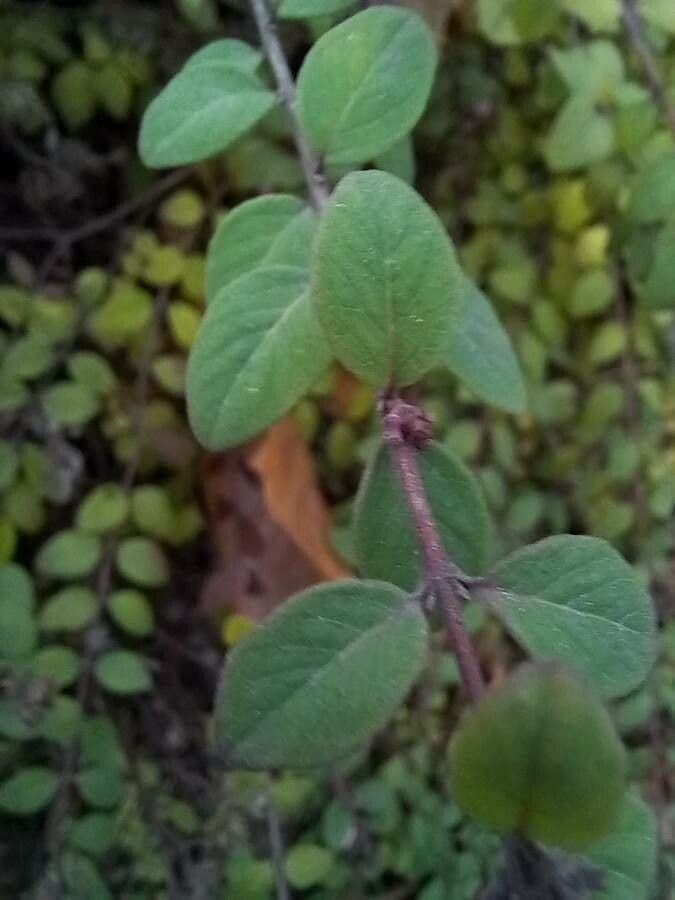 Sinfricarpo orbicolare 19