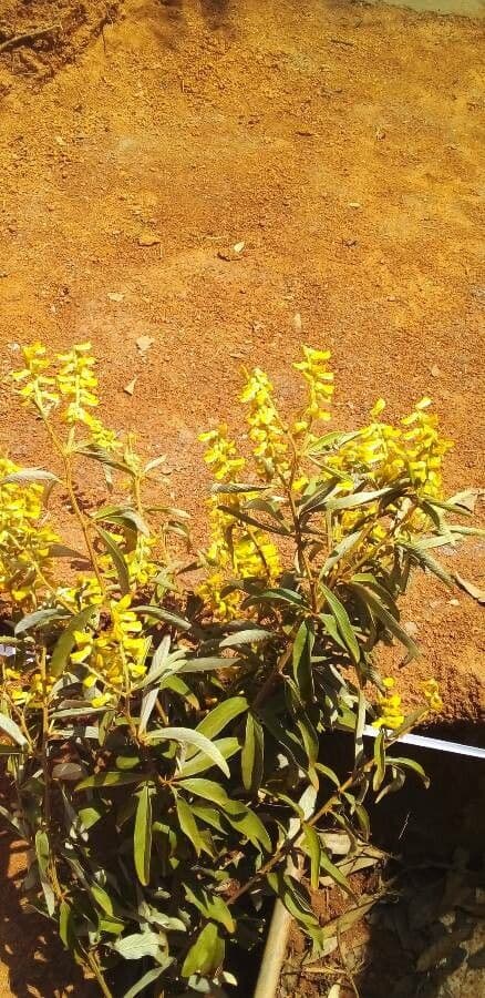 Acridocarpus 2