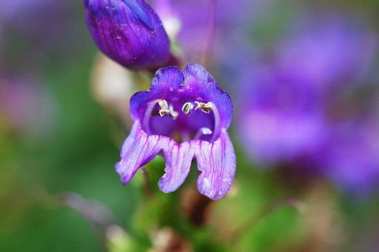 Penstemon cyananthus 3
