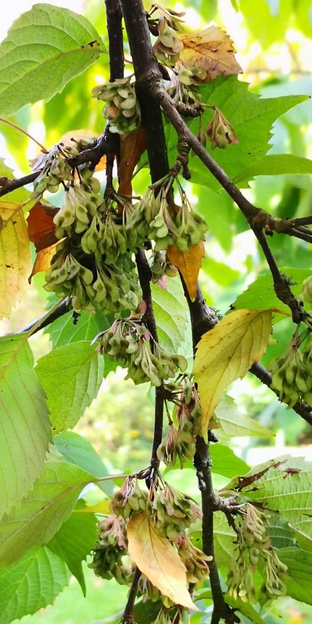 Euptelea polyandra 4