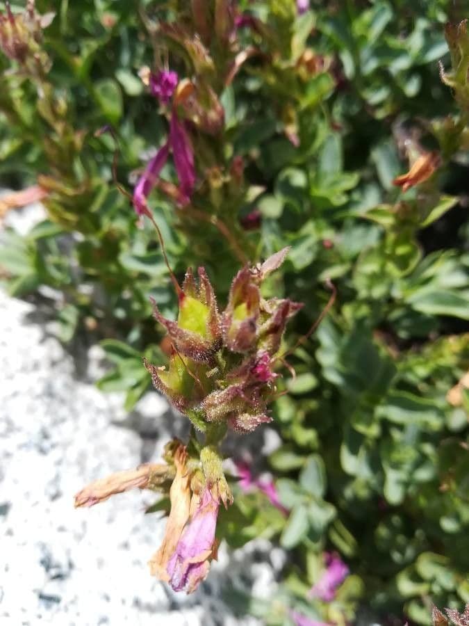 Penstemon newberryi