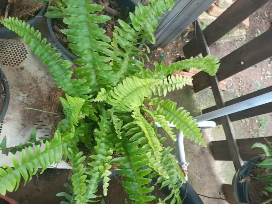 Nephrolepis exaltata 7