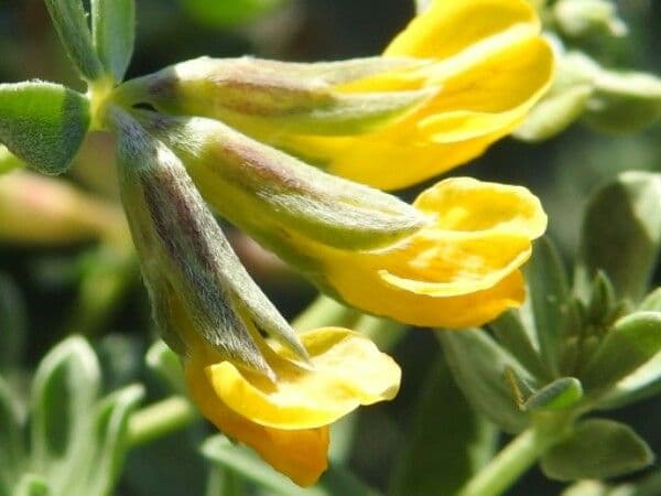 Lotus cytisoides 10
