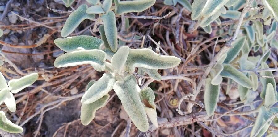 Phlomis 11
