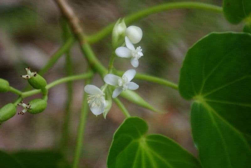 Begonia 5