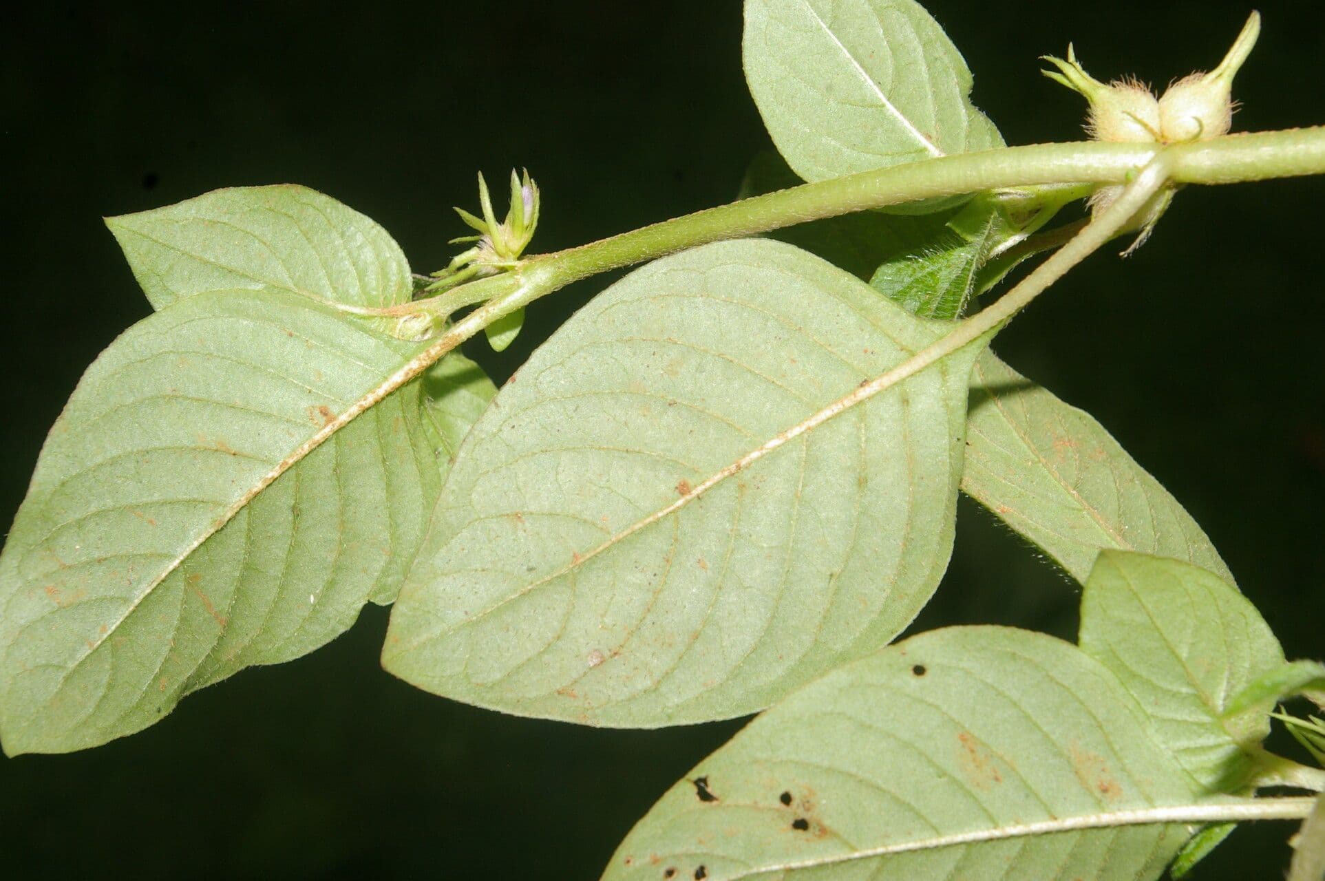 Coccocypselum 8
