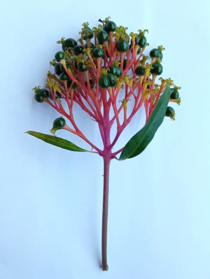Palicourea crocea 2