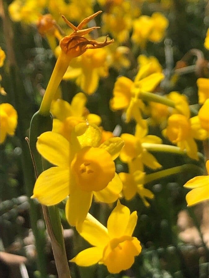 Yellow Daffodil 2