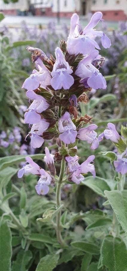 Salvia 10