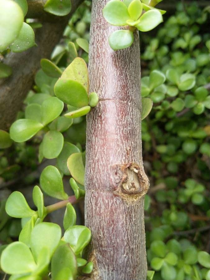 Portulacaria afra 24