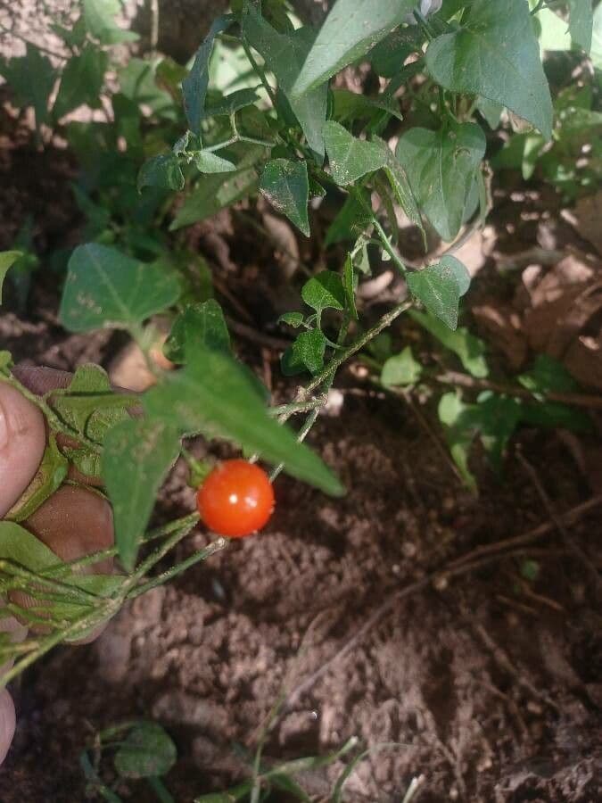 Morella triangolare