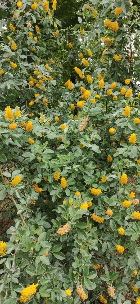 Argyrocytisus battandieri 6