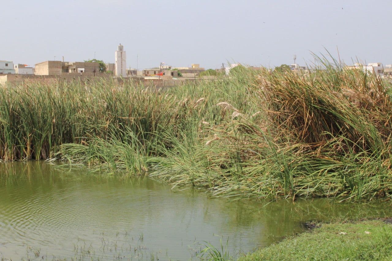 Totora 23