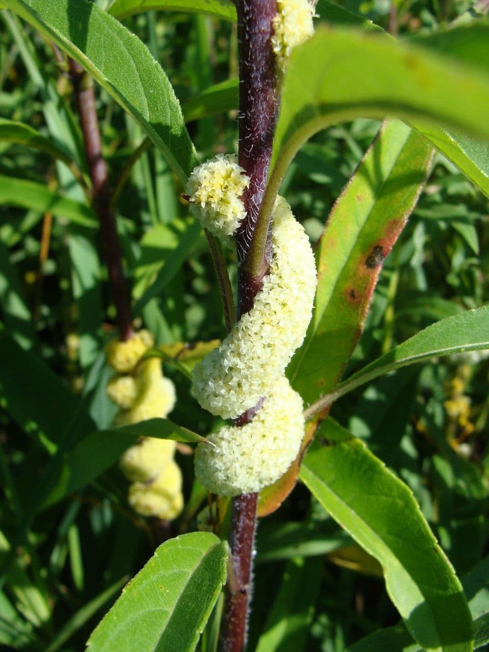 Cuscuta 2