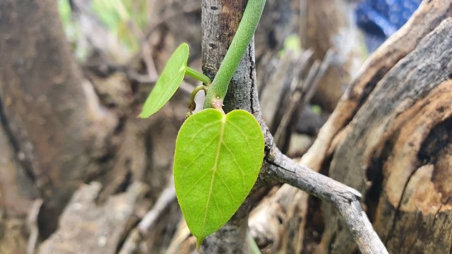 Ceropegia 13
