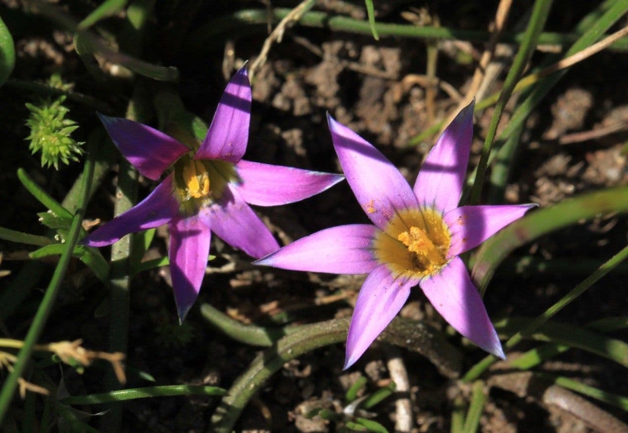 Romulée rose 3