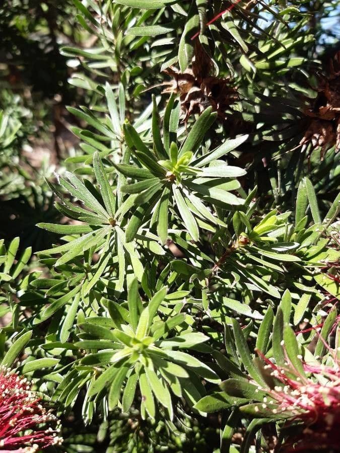 Kunzea Baxtera 14
