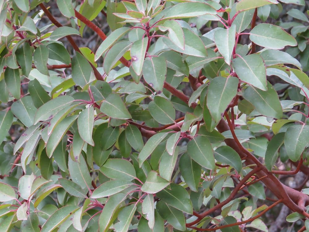 Arbutus xalapensis 18