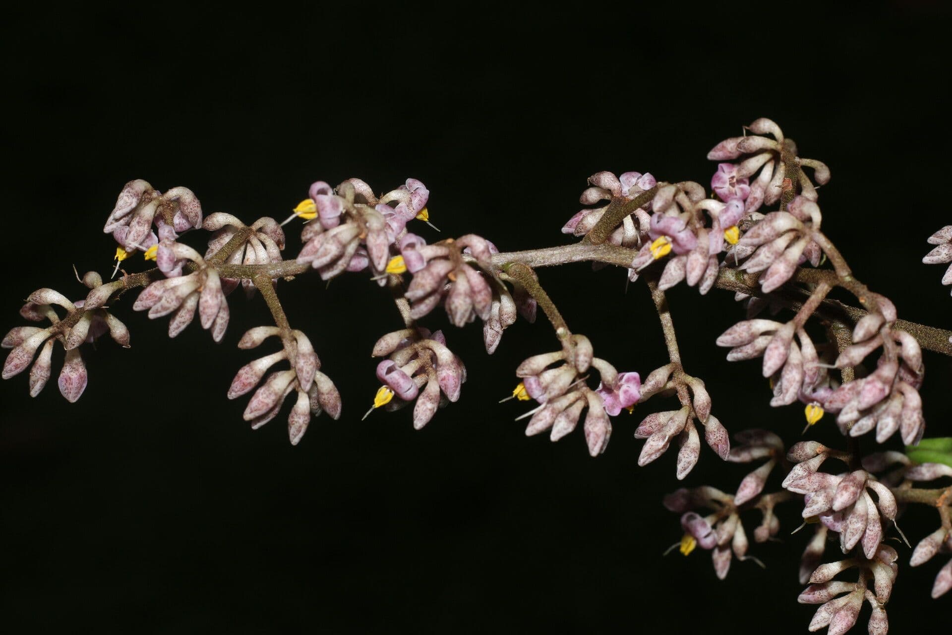 Ardisia 6