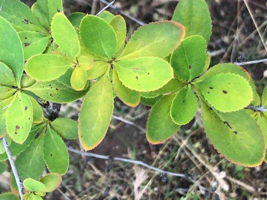 Agracejo 8