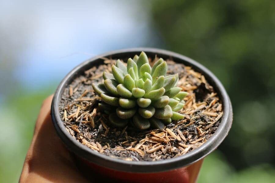 Sinocrassula 2