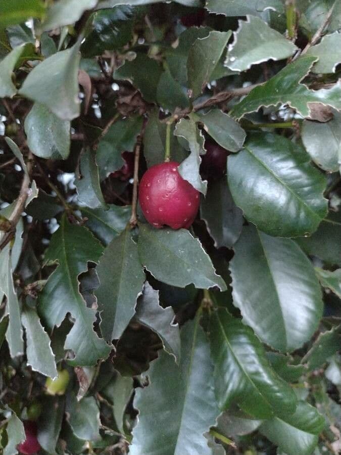 Syzygium 4