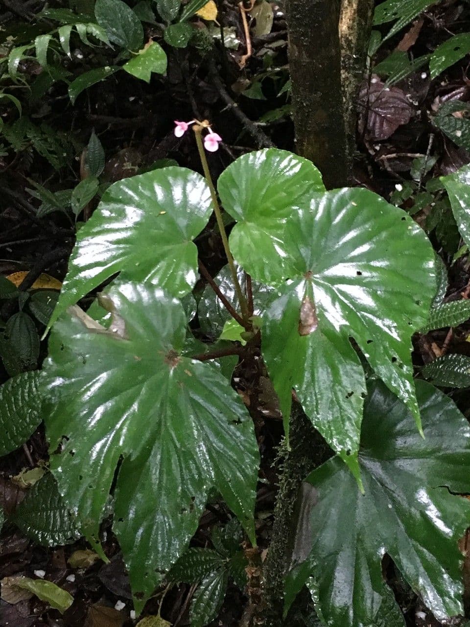 Begonia 4
