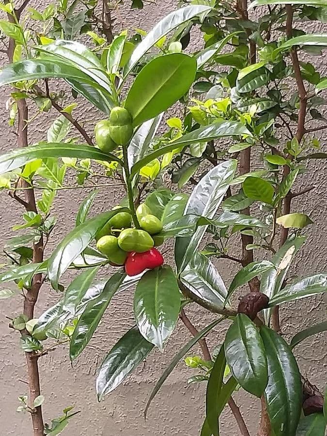 Phaleria 4