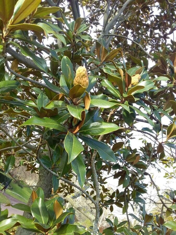 Magnolia grandiflora 15