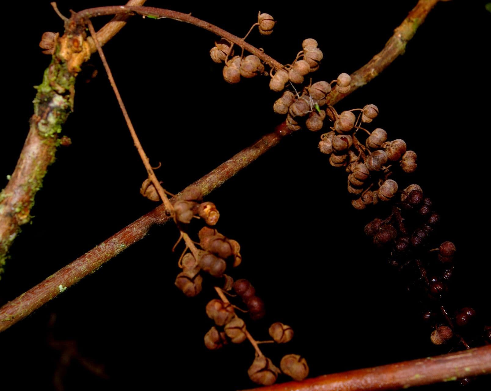Clethra 2