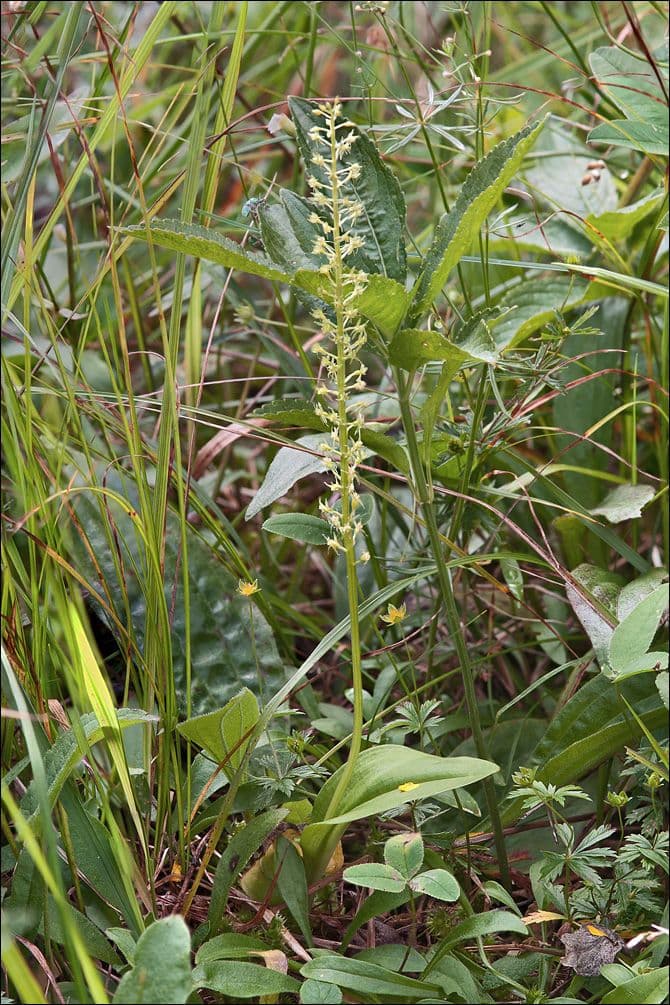 Malaxis monophylla 6