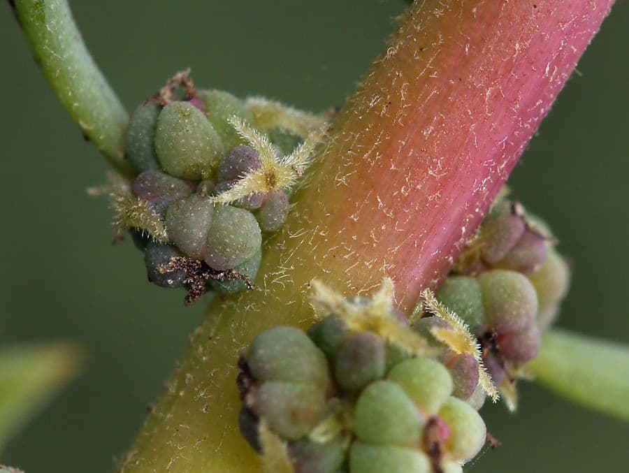 Suaeda taxifolia