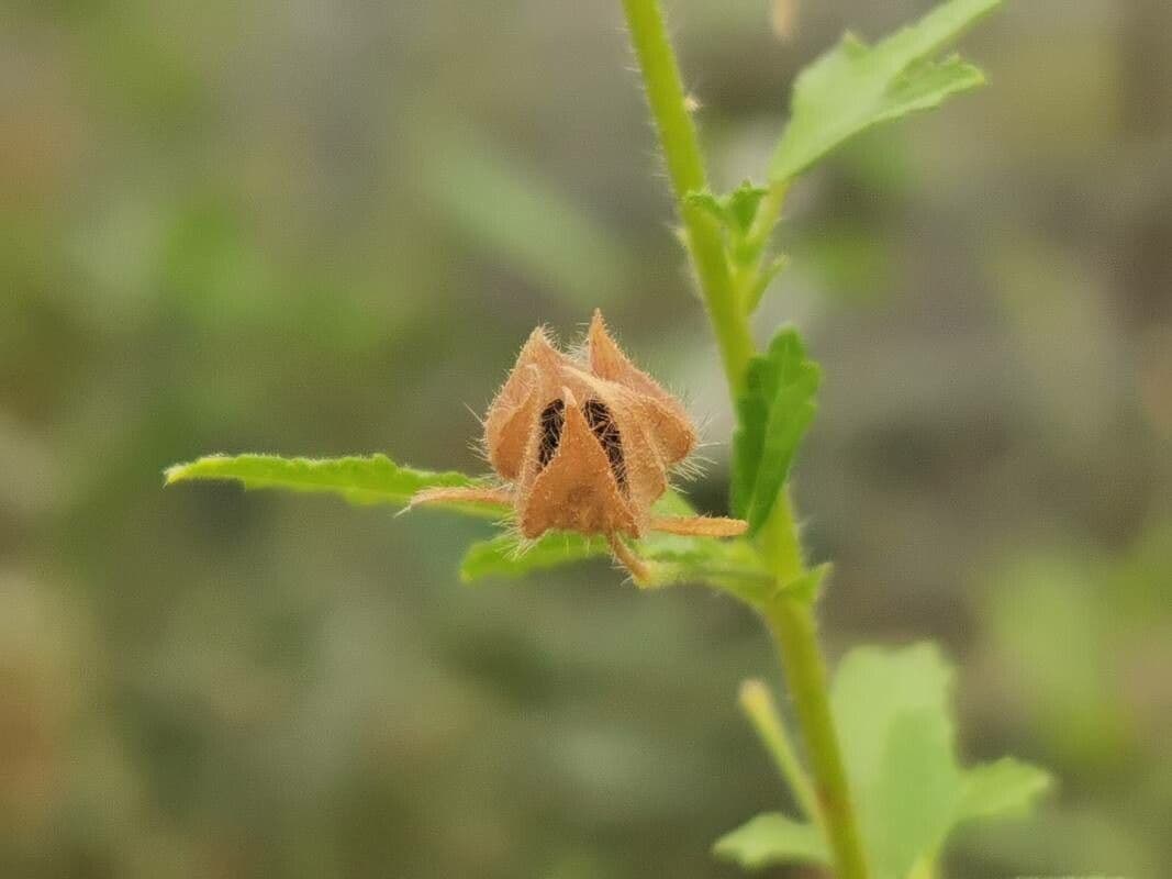 Anisodontea