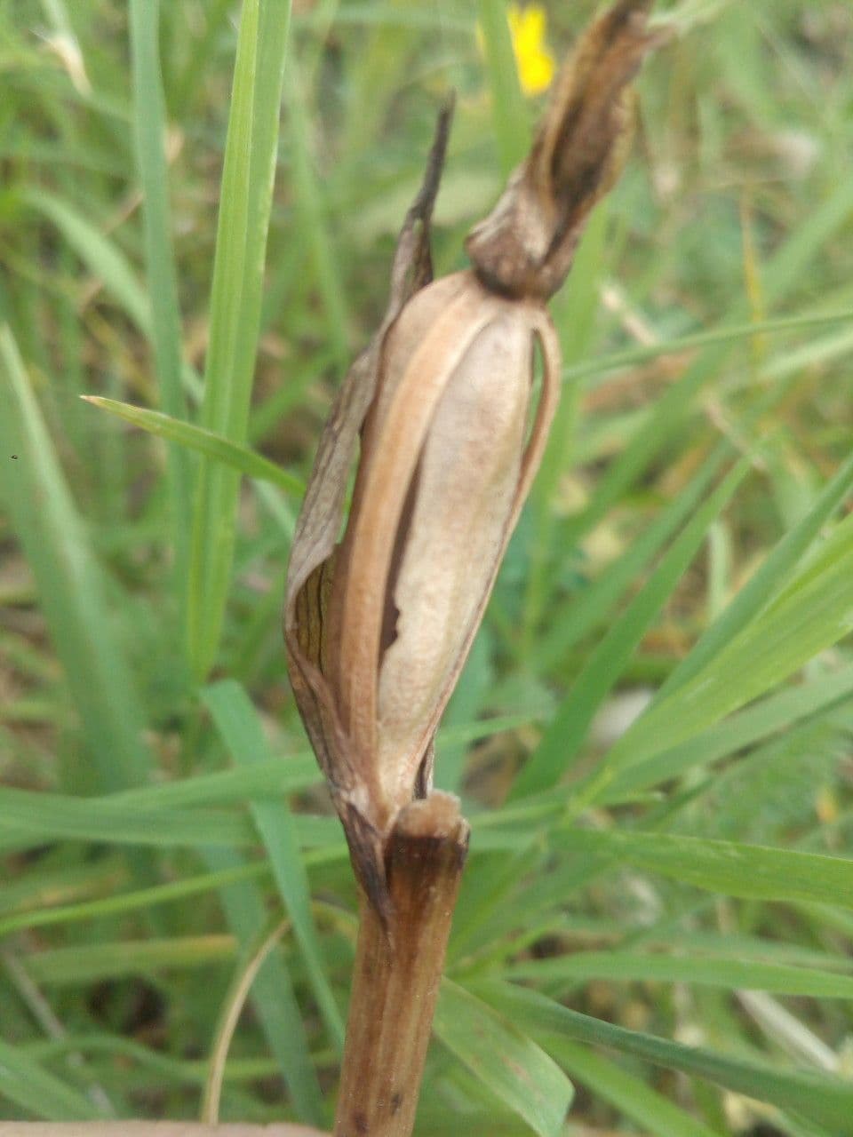 Serapias parviflora