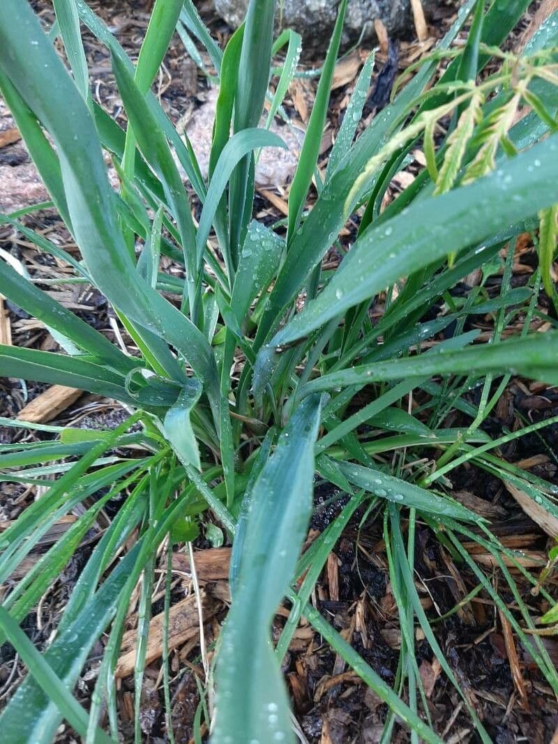 Yuca flaccida 11