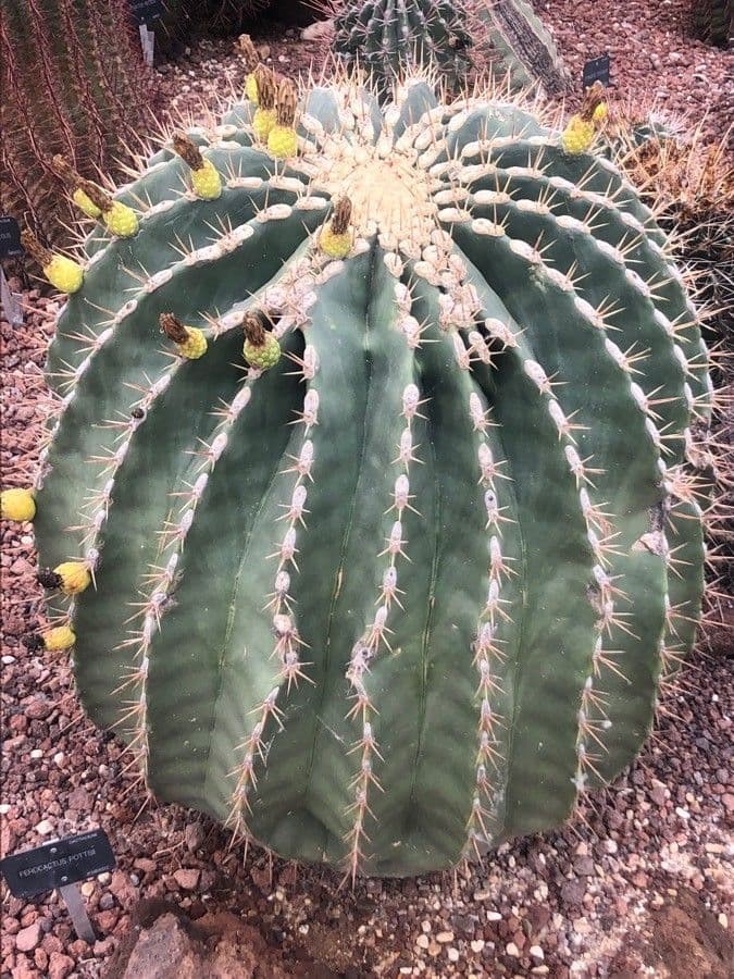 Ferocactus di Potts 6
