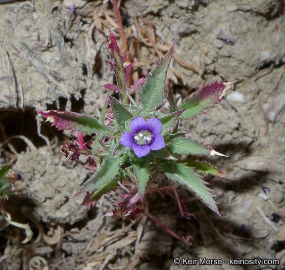 Navarretia 11