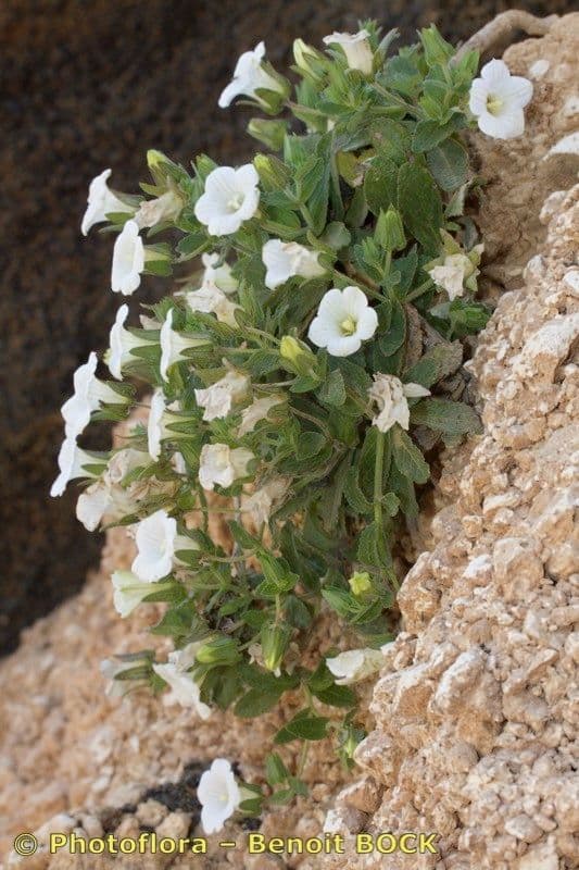 Jacobaea-Glockenblume