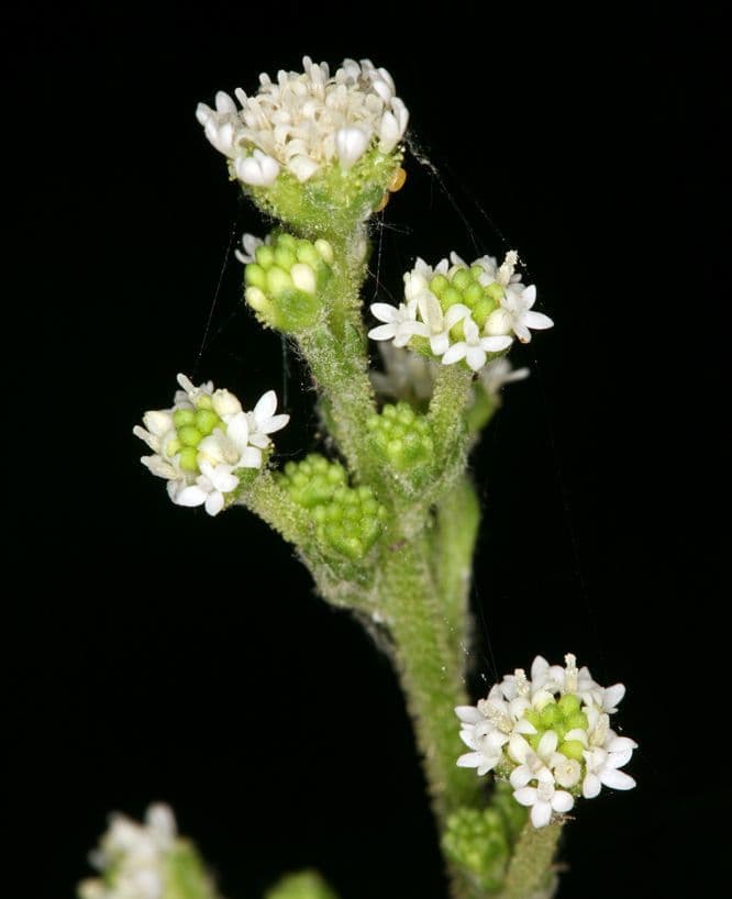 Adenocaulon bicolore 3