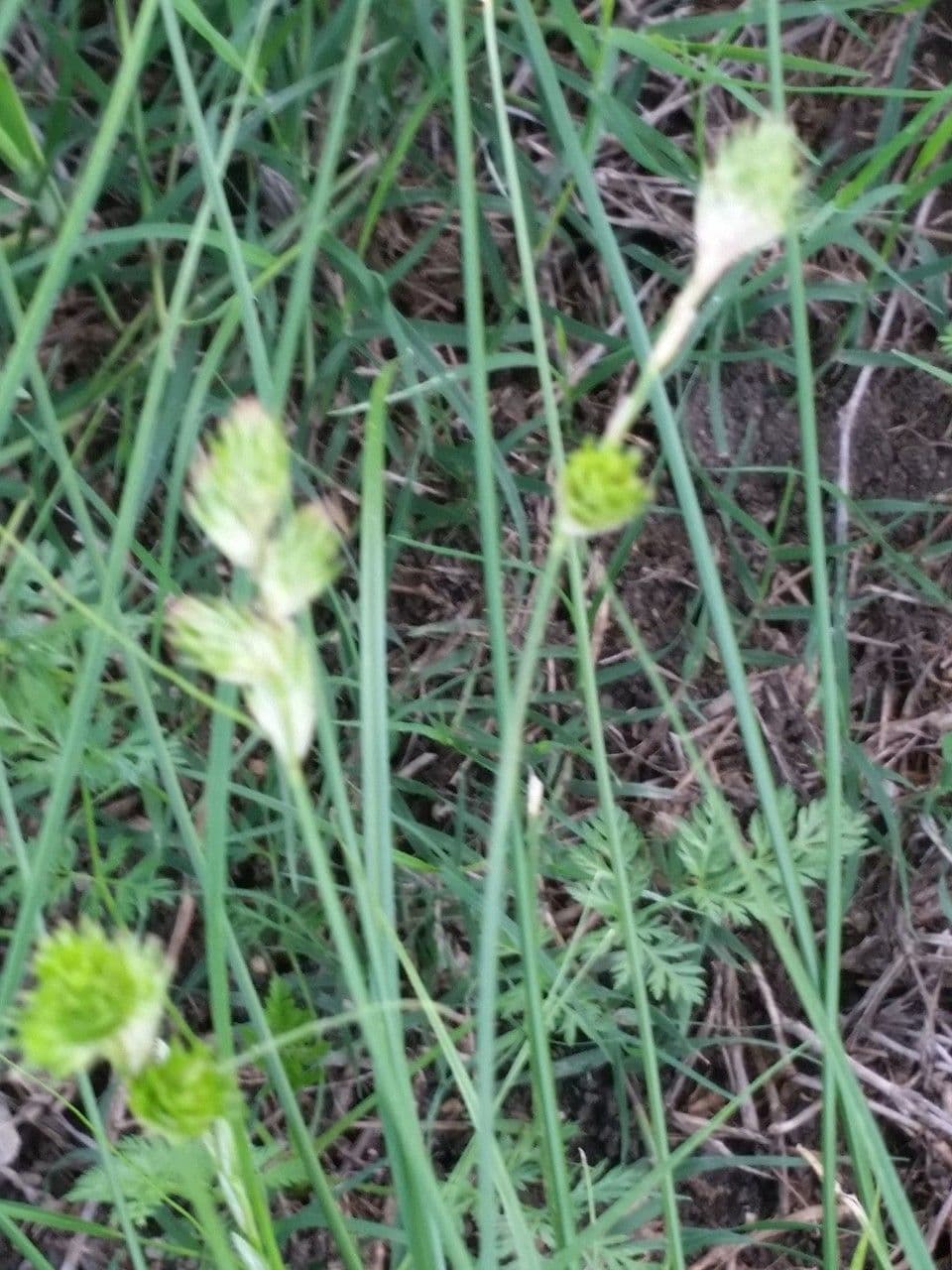 Carice tetrastachya 2