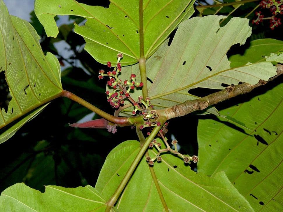 Coussapoa 11