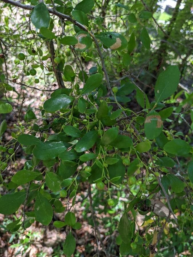 Farkleberry 2