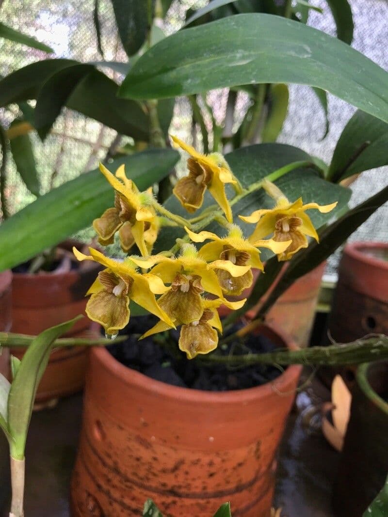 Dendrobium 5