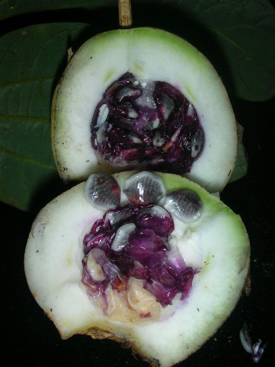 Passiflora 16