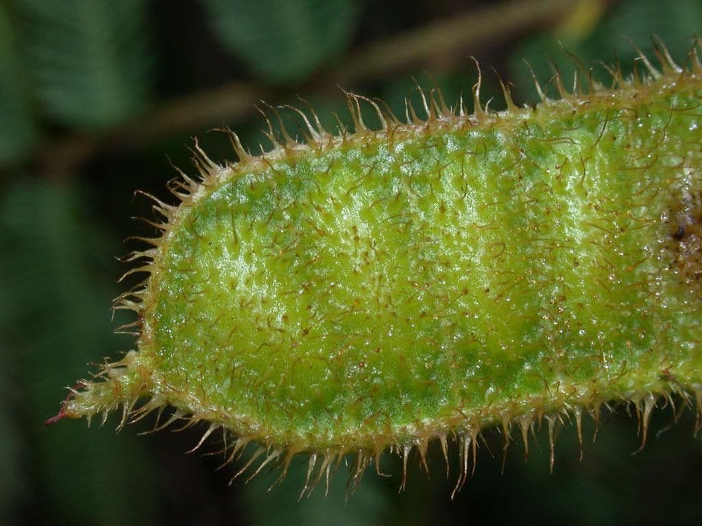 Mimosa 2