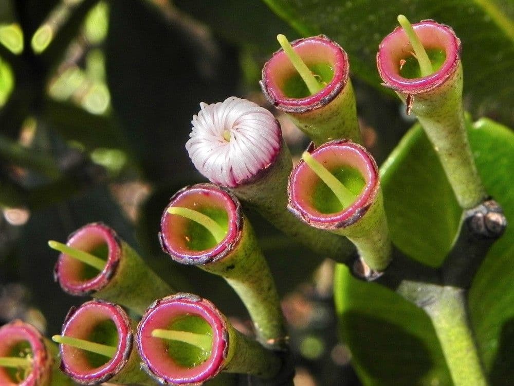 Syzygium 2