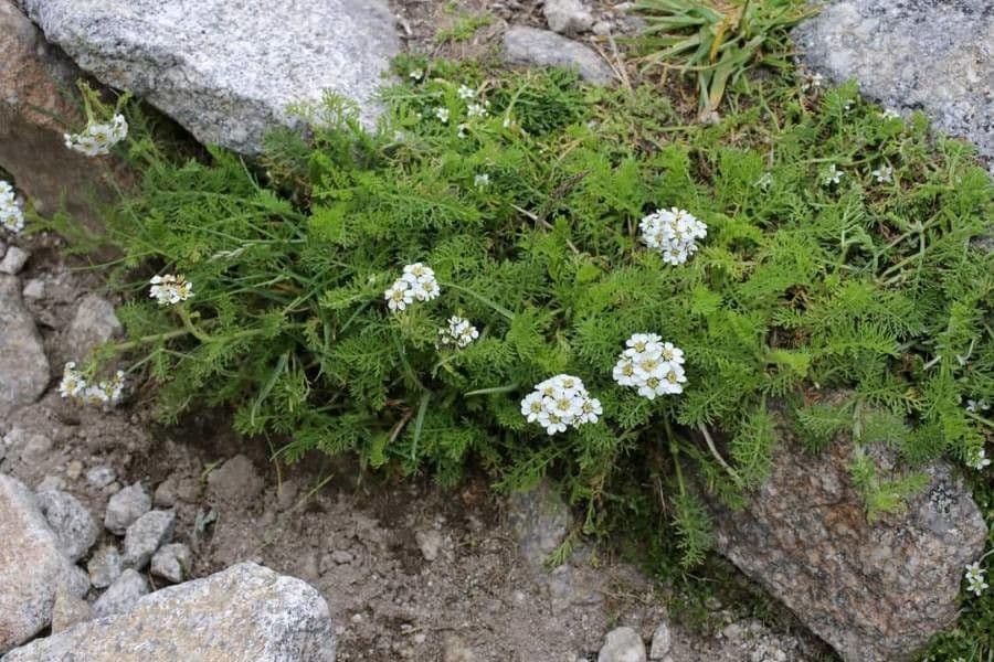 Achillea 2