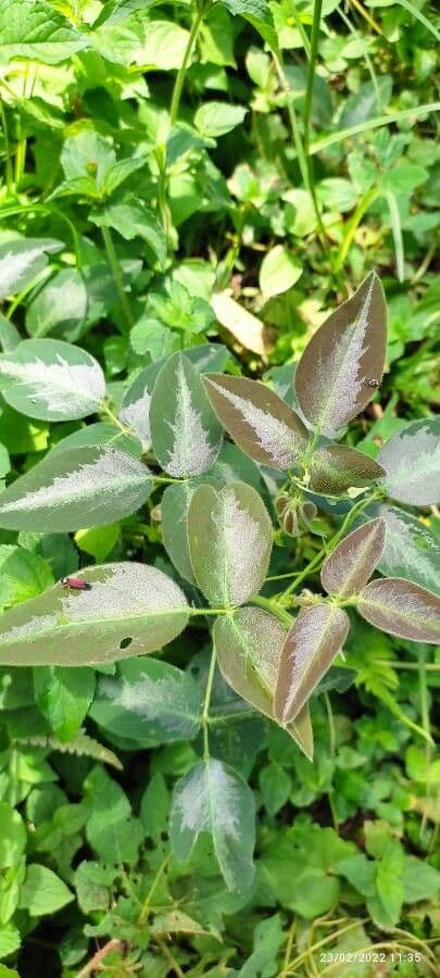 Desmodium uncinatum 9