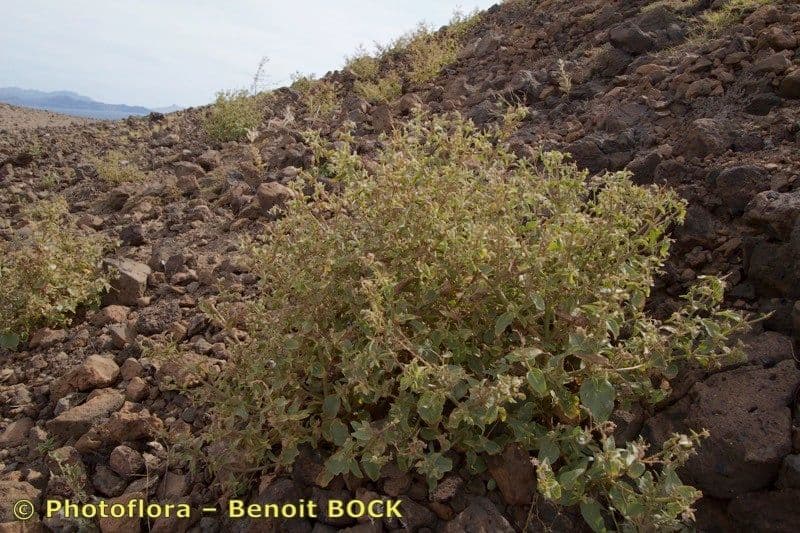 Trichodesma 8